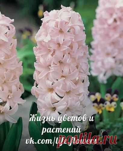 гиацинт