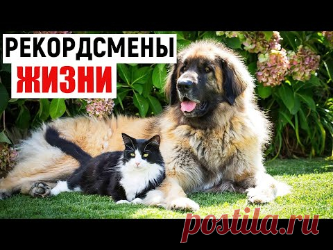 Рекорды долголетия в мире животных💗 Они прожили дольше своих собратьев - YouTube