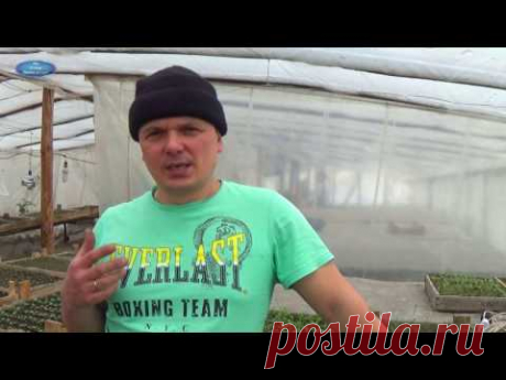 ВТОРАЯ ПОДКОРМКА ЦВЕТОВ .ЧАСТЬ 2.