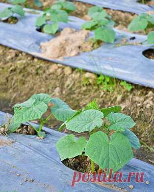 Как увеличить урожай огурцов в 1,5-2 раза