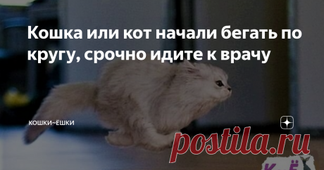 Кошка или кот начали бегать по кругу, срочно идите к врачу Всем привет! Сегодня я хочу предупредить всех владельцев кошек о том, что если ваш питомец вдруг начал носиться кругами по комнате, то это серьёзный повод обратиться к ветеринару за помощью для своего любимого питомца. Поверьте, это может стать большой проблемой.
Бегущий кот (Яндекс картинки)
К сожалению, я сама поздно узнала о таком странном признаке заболевания кошек и котов, как бег по кругу ил