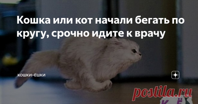 Кошка или кот начали бегать по кругу, срочно идите к врачу Всем привет! Сегодня я хочу предупредить всех владельцев кошек о том, что если ваш питомец вдруг начал носиться кругами по комнате, то это серьёзный повод обратиться к ветеринару за помощью для своего любимого питомца. Поверьте, это может стать большой проблемой.
Бегущий кот (Яндекс картинки)
К сожалению, я сама поздно узнала о таком странном признаке заболевания кошек и котов, как бег по кругу ил