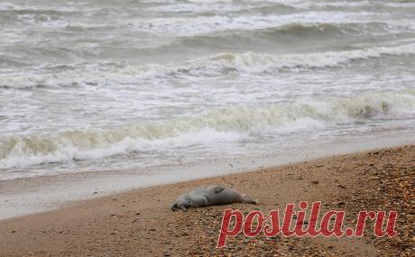 Прокуратура назвала основную версию гибели нерп в Каспийском море. Нерпы могли погибнуть от нехватки кислорода из-за выбросов природного газа, объясняли в Росприроднадзоре. За последние месяцы на берегу в Дагестане обнаруживали тела мертвых животных дважды — в начале декабря и конце января