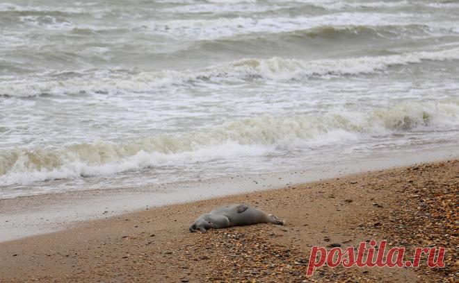 Прокуратура назвала основную версию гибели нерп в Каспийском море. Нерпы могли погибнуть от нехватки кислорода из-за выбросов природного газа, объясняли в Росприроднадзоре. За последние месяцы на берегу в Дагестане обнаруживали тела мертвых животных дважды — в начале декабря и конце января