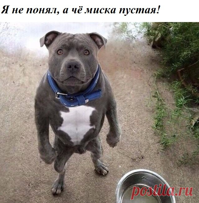 Приятно все-таки когда тебя дома ждут! Собака радуется, жена гавкает...)