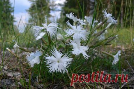 Луговая
Как иглолистная гвоздика, луговая чаще встречается в дикой природе. Она растет на лесных опушках, полянках, где преобладает гравийная или песчано-гравийная почва, на заливных лугах.