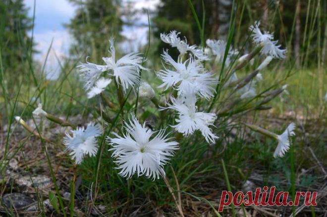 Луговая
Как иглолистная гвоздика, луговая чаще встречается в дикой природе. Она растет на лесных опушках, полянках, где преобладает гравийная или песчано-гравийная почва, на заливных лугах.
