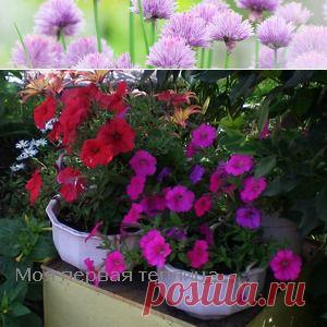 Петунии фото