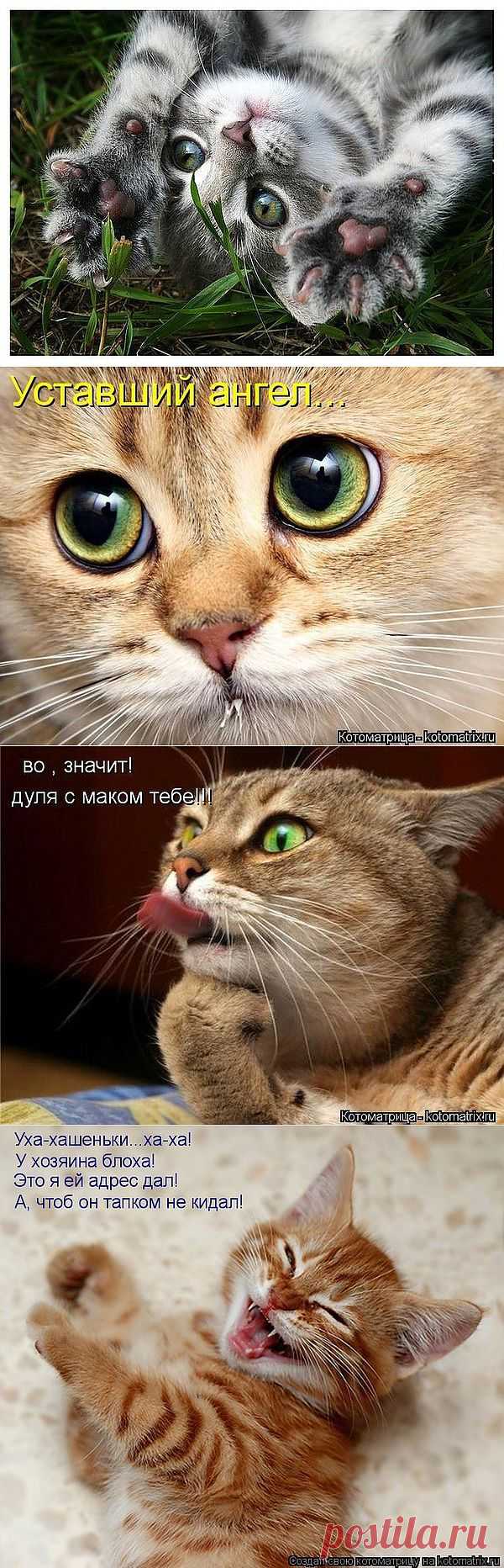 Котонастроение--- 1. У котов есть хвост. Если хвост трубой - к морозу. 
2. У котов есть хвост. Если хвост баранкой - к урожаю. 
3. У котов есть хвост. Если хвост морковкой - к зайцам. 
4. Те, кто не любит котов - собаки. 
5. Коты умеют тарахтеть, как механизмы, но они живые.