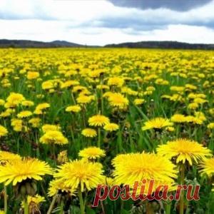 Лечение глазных заболеваний одуванчиком - МирТесен