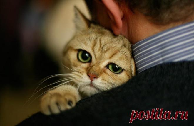 Долго ли кошки помнят обиду?