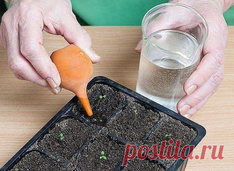 Посев семян петунии по снегу | 6 соток