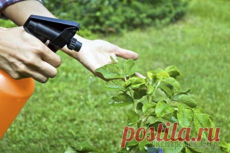 Тля – как распознать и бороться?