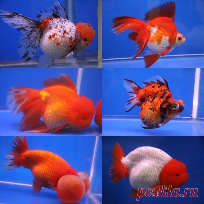 разновидности