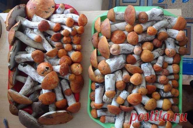 Грибы Саратовской области 2019: грибные места, карта, фото урожая