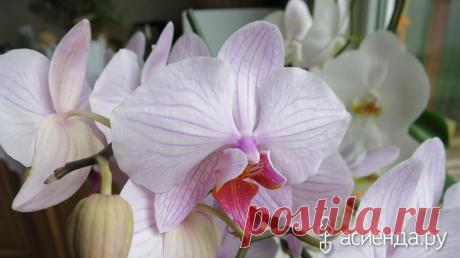 3 мифа о выращивании орхидеи фаленопсис: Группа Комнатные растения