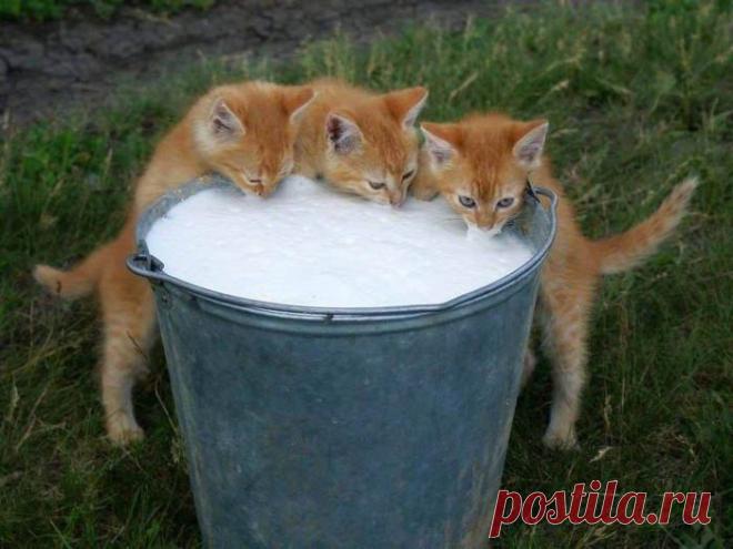 Ой! Вкусно то как!... И все нам?... Вот это, блин, хозяйка!! Прям, как мама!...