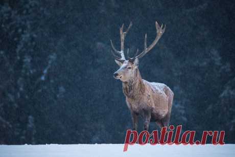 Национальный парк Баварский Лес, Германия. Автор фото — Оксана Ващук: nat-geo.ru/photo/user/27965/