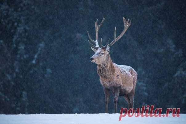 Национальный парк Баварский Лес, Германия. Автор фото — Оксана Ващук: nat-geo.ru/photo/user/27965/