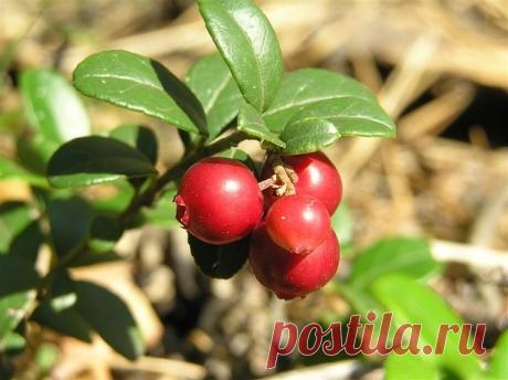 4 РЕЦЕПТА ДЛЯ ЛЕЧЕНИЯ ПОЧЕК 

С почками шутки плохи - при малейших негативных симптомах следует немедленно начинать лечение. 4 рецепта для лечения почек помогут при болезни. 
1. Отвар толокнянки. 
3 ст. ложки листьев залить 500 мл кипятка, настоять 30 мин, процедить и пить по 2 ст. ложки 5-6 раз в день. Перед приемом отвара необходимо выпить щелочную минеральную воду (например «Боржоми») или содовый раствор, можно также съесть грушу, малину или яблоки, так как, отвар актив...