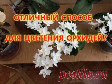 ОРХИДЕИ .СУПЕР СПОСОБ ЗАСТАВИТЬ ОРХИДЕЮ ЦВЕСТИ.УХОД ЗА ФАЛЕНОПСИСАМИ. Цветение орхидей - долгожданный момент в жизни любого цветовода. Как заставить этих красавиц завести! Мой эксперимент удался. Поделитесь своими способами.