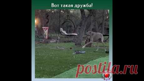 Очень большой дог и очень маленький щенок