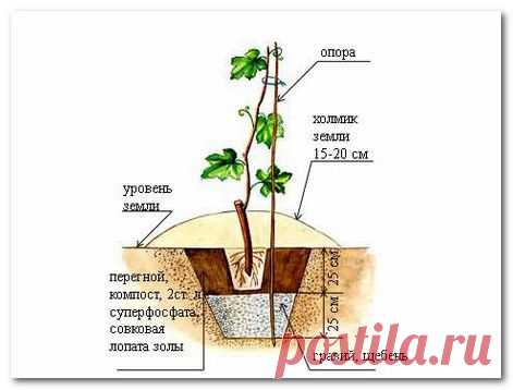 Выращивание и реализация винограда — Делай деньги