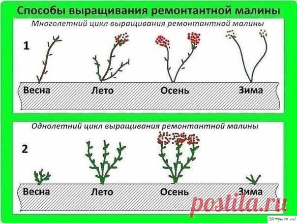 ЛЕГКИЙ СПОСОБ ВЫРАЩИВАНИЯ РЕМОНТАЛЬНОЙ МАЛИНЫ