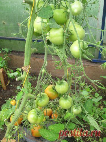 Томаты | Кладовочка Садовницы