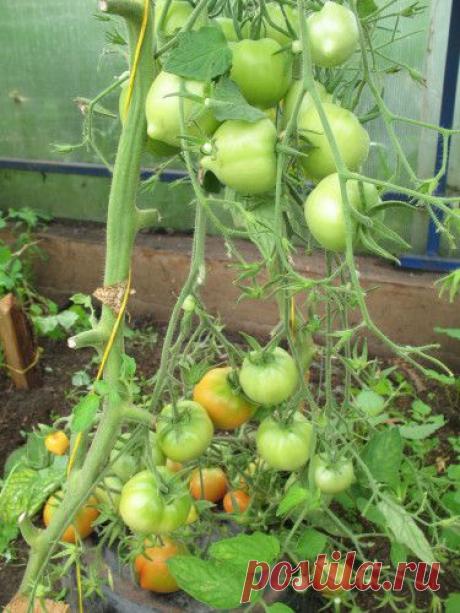 Томаты | Кладовочка Садовницы
