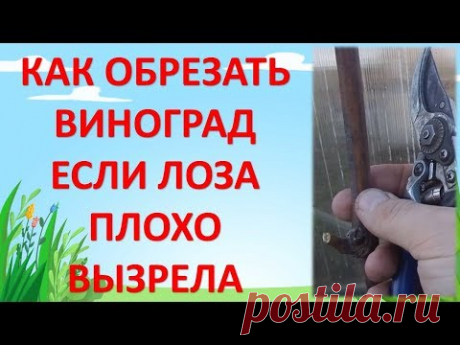 ОБРЕЗКА ВИНОГРАДА ПРИ ПЛОХО ВЫЗРЕВШЕЙ ЛОЗЕ ОСЕНЬЮ