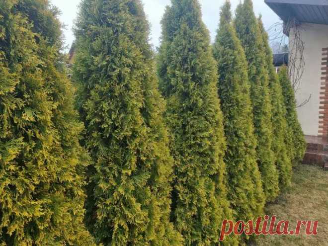 Забудьте про рыжие иголки: как ухаживать за хвойниками в июне, чтобы они не ржавели. Июньское солнце таит смертельную угрозу для молодых и уязвимых хвойных растений. Без надежной защиты с юга нежные иголки рискуют получить жестокие ожоги и погибнуть под палящими лучами.