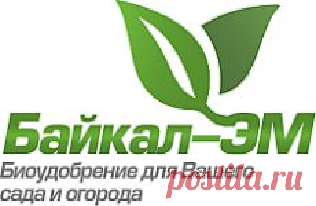 Вопросы и ответы | Подкормка зерновых | Регулятор роста растений купить