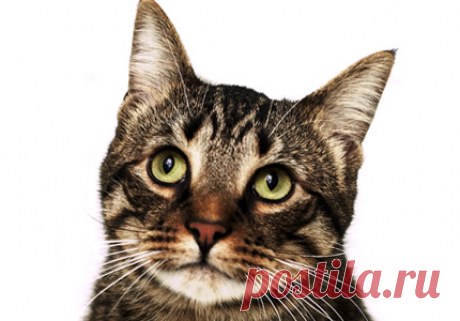 Кошачий язык, как понимать кошачий язык. Кошачий язык жестов.