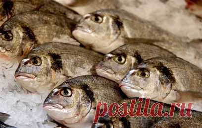 О чём расскажет рыбий глаз: как выбрать рыбу во время санкций?