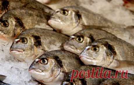 О чём расскажет рыбий глаз: как выбрать рыбу во время санкций?