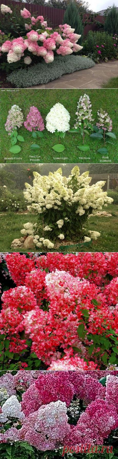 КАКУЮ Я НАШЛА КРАСОТУ... ГРАНДИФЛОРА