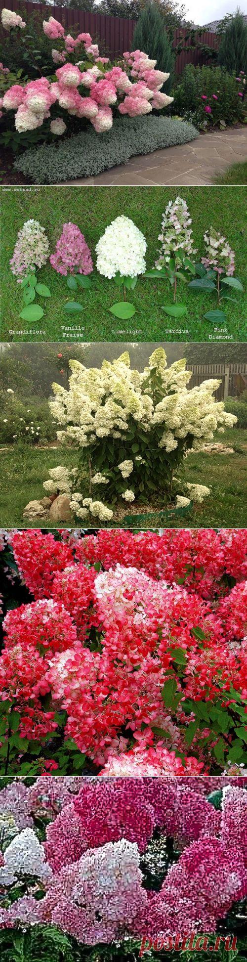 КАКУЮ Я НАШЛА КРАСОТУ... ГРАНДИФЛОРА