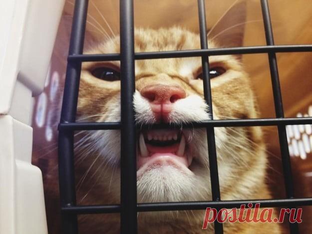 Пачка доказательств: коты точно звери с причудами У меня два замечательных кота, и оба они со странностями. Ну вот один, к примеру, безумно любит бумагу. Точнее, играть с комком мятой бумаги. Это единственная вещь, которую он готов таскать и гонять б...