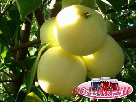 Повидло из яблок белый налив