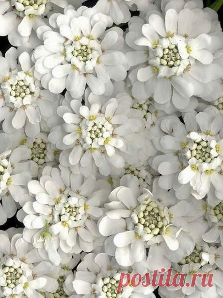 Candytuft - иберийка, перечник зонтичный.