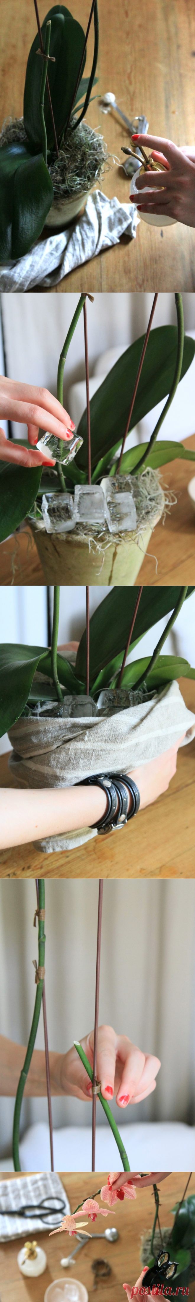 The Orchid That Owned Me: Gardenista