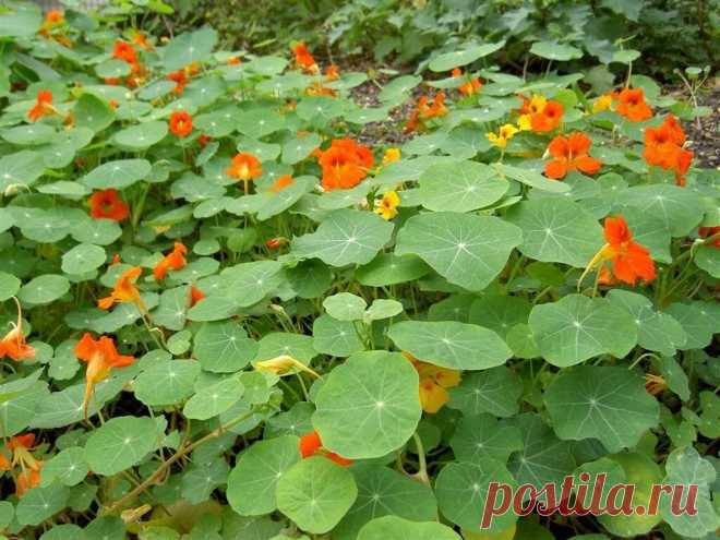 Улучшаем структуру земли и боремся с вредителями за счет шести признанных сидератов Живая земля пустой не может быть по своей природе. Если после уборки культур не заполнить грядки чем-то иным, то на месте удаленных растений непременно вылезет масса сорняков. В этих случаях на...