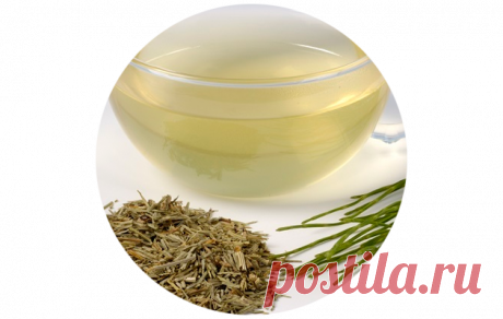 Хвощ полевой: лечебные свойства, противопоказания, применение, отзывы врачей