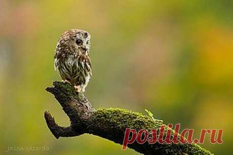 На охоте | Flickr - Photo Sharing!