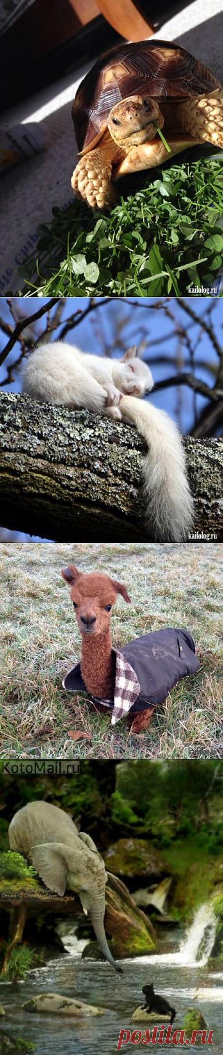 Клёвые зверюшки | Приколисты в картинках