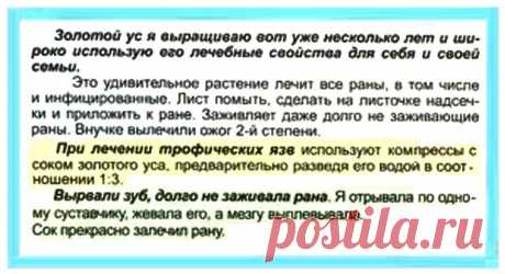 Золотой ус лечит раны