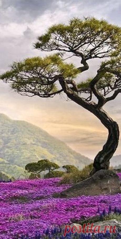 (54) Pinterest