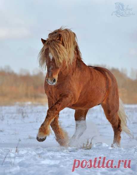 Советская тяжеловозная - фотографии - equestrian.ru