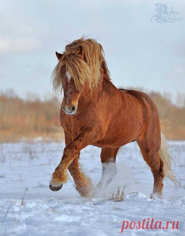 Советская тяжеловозная - фотографии - equestrian.ru